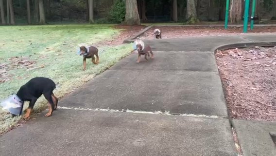 Akc Melanistic Doberman in Seattle, Washington