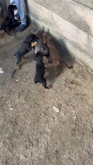 Doberman Puppies in Fresno, California