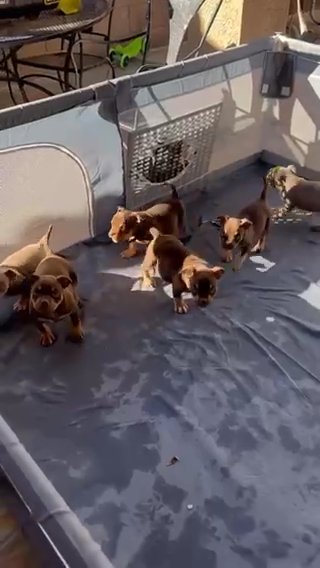 Beautiful American Bullies in Phoenix, Arizona