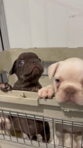 French Bulldog Puppies in Stamford, Connecticut