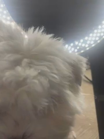Max in Chicago, Illinois