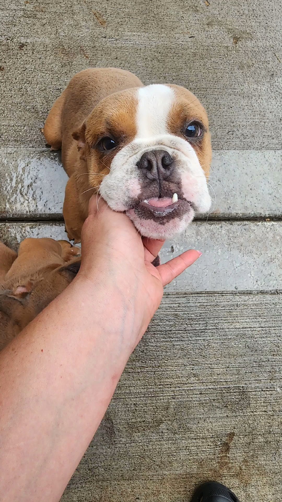 female Mini in Chicago, Illinois