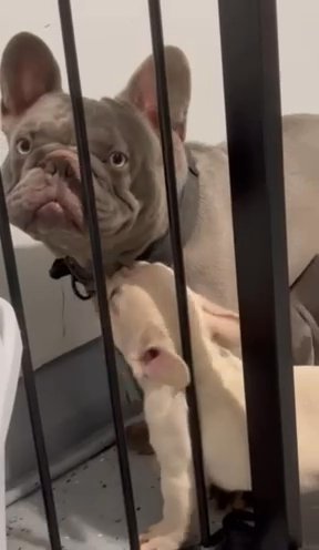 French Bulldog Puppies. in Stamford, Connecticut