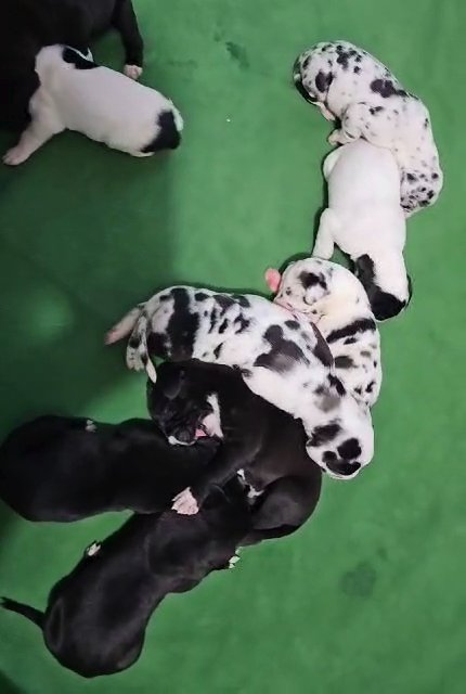 Ox × Persephone Great Dane Litter in Bristol, Virginia