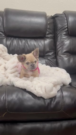 Lilac Fawn Fluffy Frenchie available in Frisco, Texas