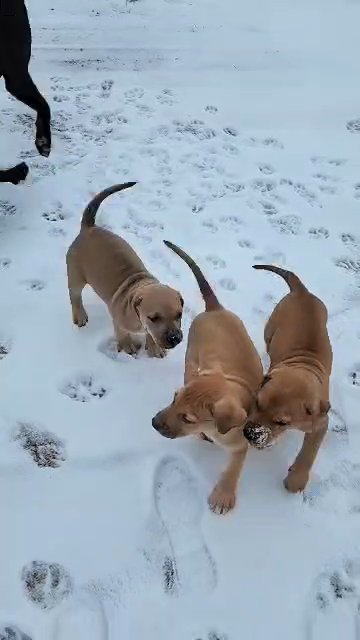 Pit/Dane Pups in St. Paul, Minnesota