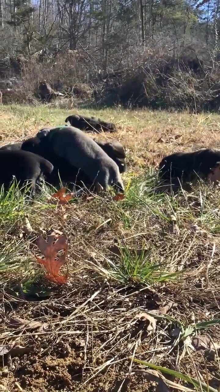 Cane Corso puppies in Lexington-Fayette, Kentucky