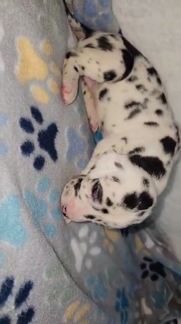 Harlequin Great Dane in Bristol, Virginia
