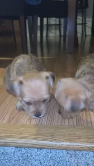 Chorkie in Greeley, Colorado