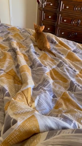 Abyssinian Mila in Phoenix, Arizona