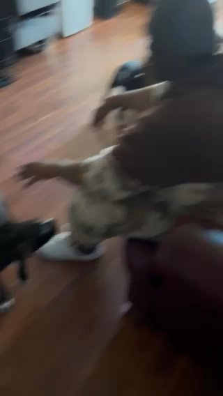 Puppies Need A Forever Home in Baltimore, Maryland