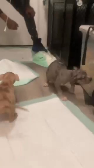 triterrior pitbulls in Washington, District of Columbia