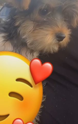 Yorkie in High Point, North Carolina