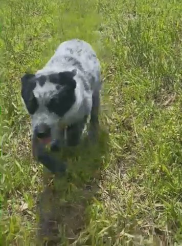 Blue Heeler in Mineral Wells, Texas
