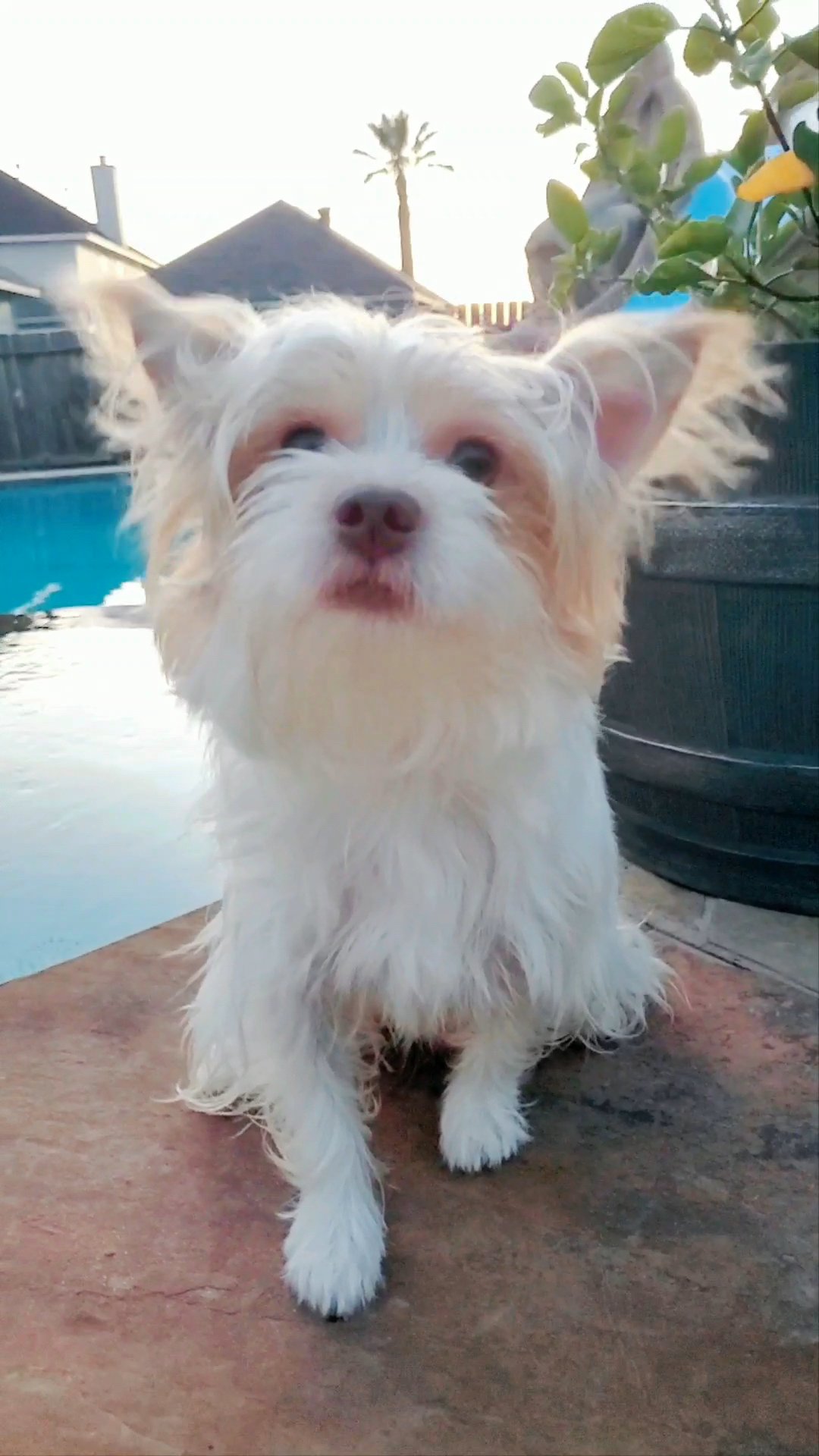 *Homed* Mickey, Chocolate Parti in Pearland, Texas