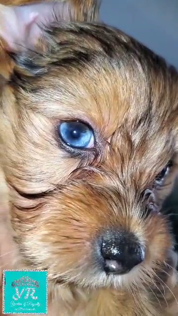 *Homed* JOY💖 Blue Eyed Yorkie Babe in Pearland, Texas