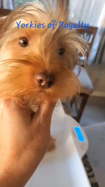*Homed* Montenegro aka Monty in Pearland, Texas