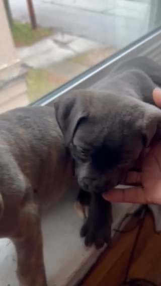 Pit bulls in Cleveland, Ohio