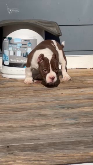 Chocolate Male Micro American Bully Pup in Richmond, Virginia