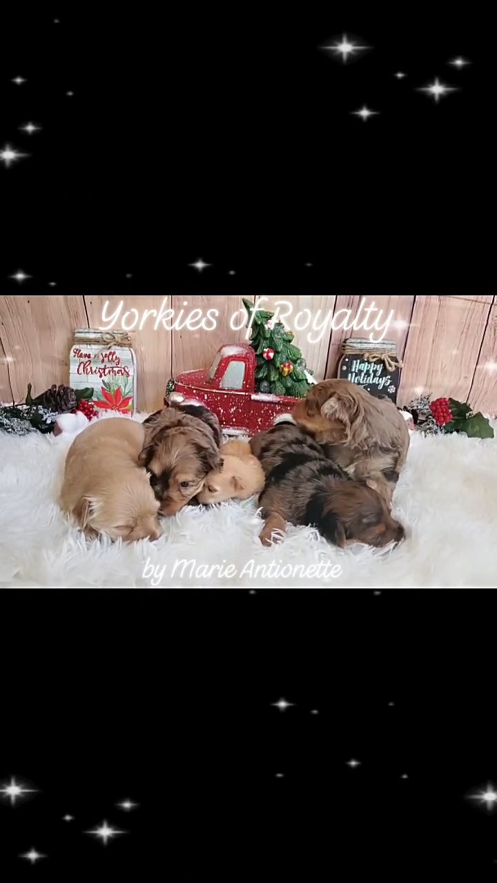 Former Babies in Pearland, Texas