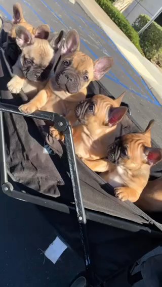 Frenchie Pups Looking For A New Home in Upland, California
