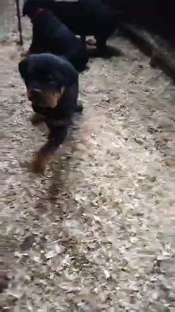 AKC Rottweiler Green boy in Spokane, Washington