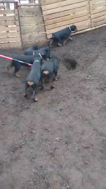 AKC Rottweiler puppies in Spokane, Washington