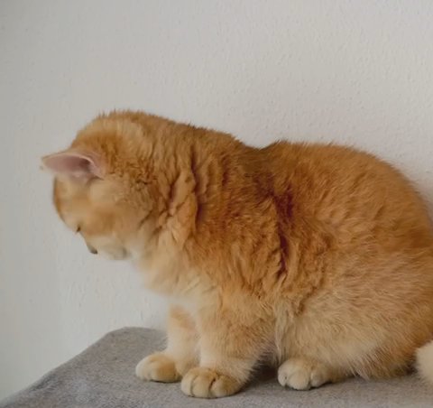 Purebred British shorthair black golden shell (ny12) in Los Angeles, California