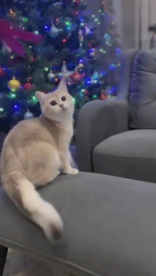 Purebred british shorthair blue golden shell (ay12) in Brooklyn, New York