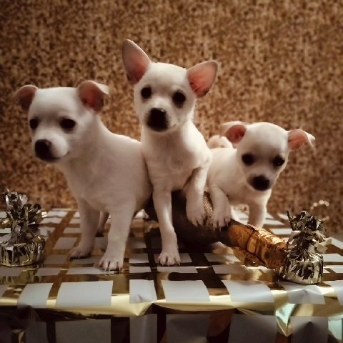 Chihuahua puppies in Stockton, California