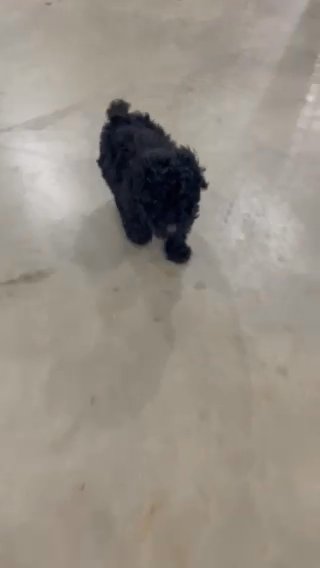 Black Mini Poodle in Euclid, Ohio
