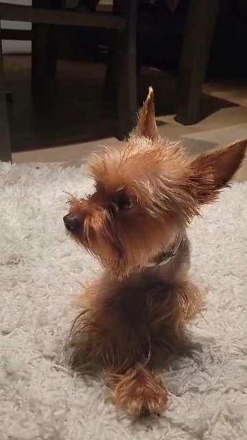 CKC YORKIE STUD SERVICE  (NOT FOR SALE) in Moreno Valley, California
