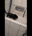 Rottweiler Pup in Euclid, Ohio