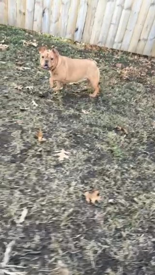 Mommas Girl 24 Weeks AKC Tan French Bulldog in St. Paul, Minnesota