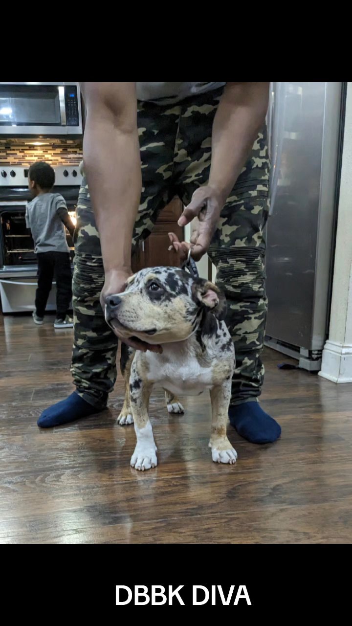 Maximus in Jacksonville, Florida
