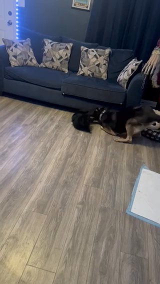 German Sheperd in Winter Haven, Florida