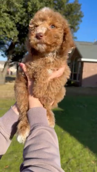Goldendoodle Pink Girl in Dallas, Texas