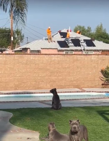 Cane Corso Puppies in Compton, California