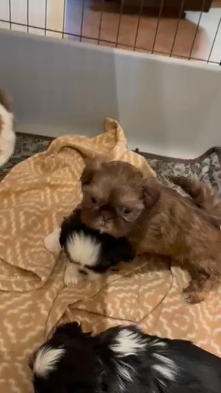 Shih Tzu in San Diego, California