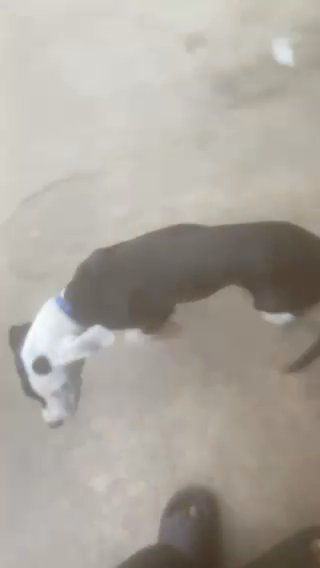 Girl Pitbull in Houston, Texas