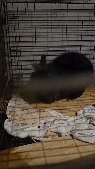Bunny Cleo in Mobile, Alabama