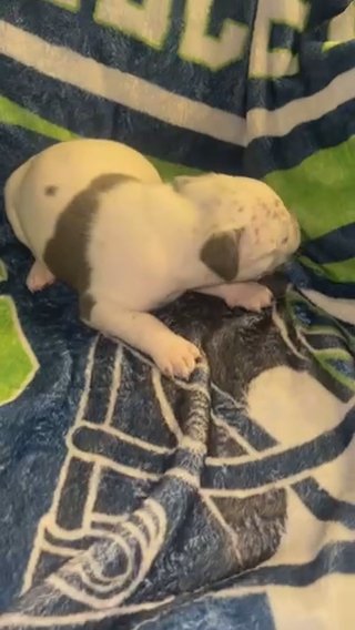 XL pitbull Puppies in Portland, Oregon