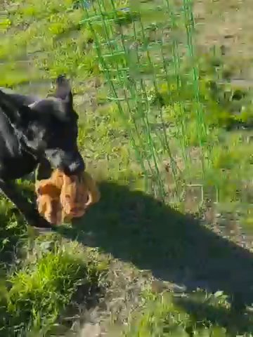 Free Dog For A Loving Home in Stockton, California