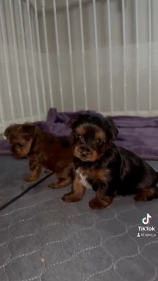 Yorkiepoo Puppies in Colonial Heights, Virginia