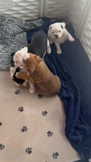 Olde English Bulldog in Oshkosh, Wisconsin