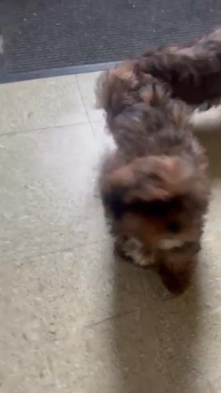 Shorkie Puppies in Euclid, Ohio