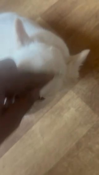 Fluffy Frenchie in Euclid, Ohio