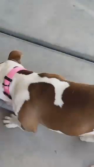 Looking For A Good Home For My Dog in Phoenix, Arizona