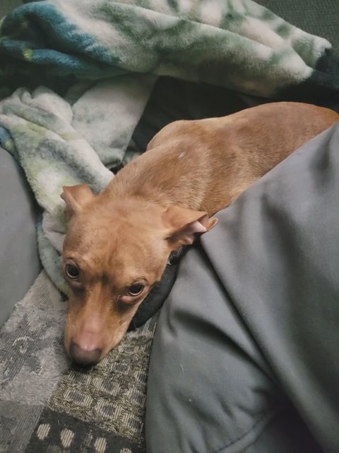 selling chihuahua pit 2 years old in Long Branch, New Jersey