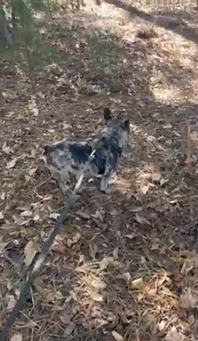 DOTTY (GIRL) SOLD in Albemarle, North Carolina